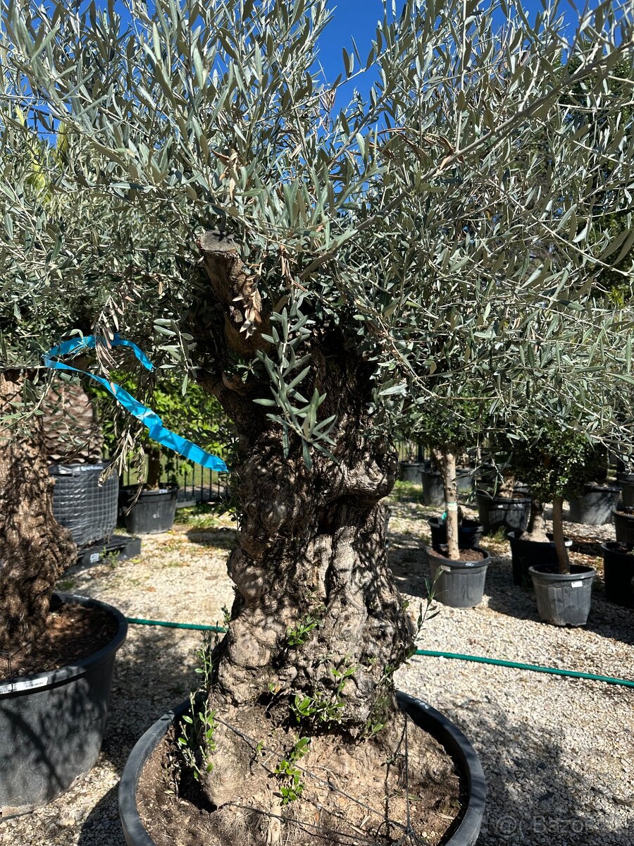 ‼️Akcia‼️ Olivovníky Bonsai - 18