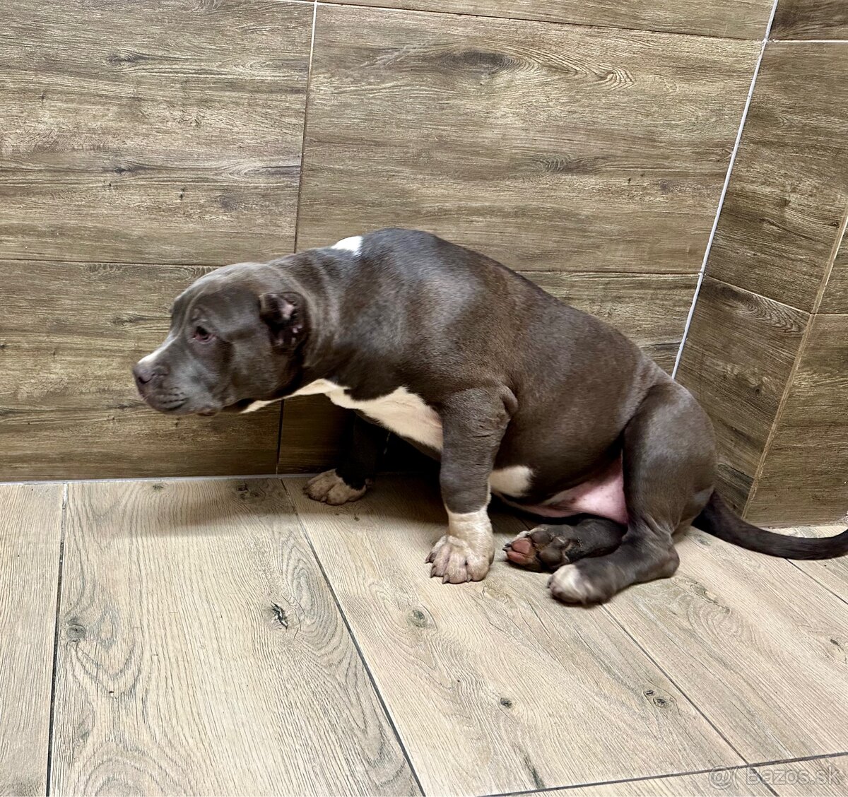 American Bully XL - 18