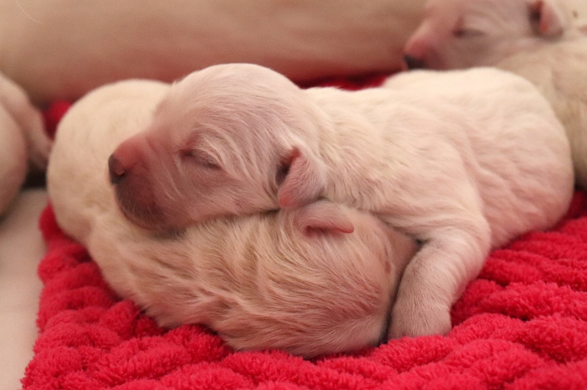 Zlatý retriever/ Golden retriever - 18