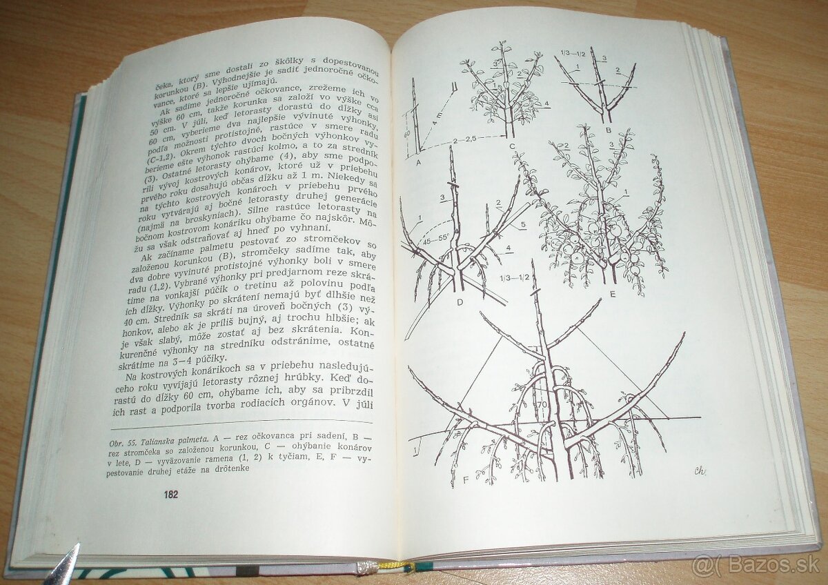 Rez a tvarovanie ovocných drevín - 18