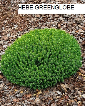 Predám ihličnany, trvalky za super ceny - 18