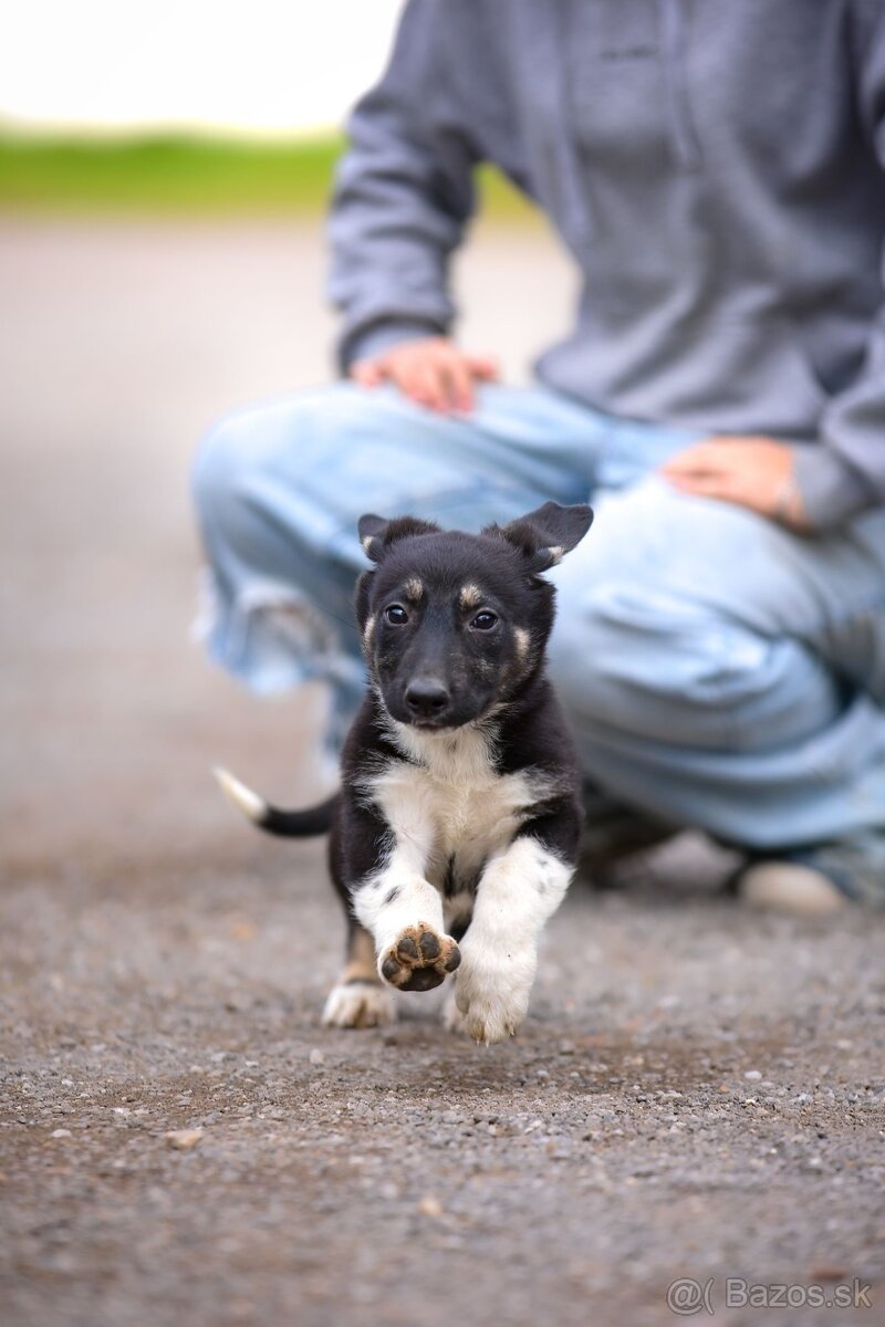 Darujem originálne šteniatka - mix husky / vlčiak / jazvečík - 18