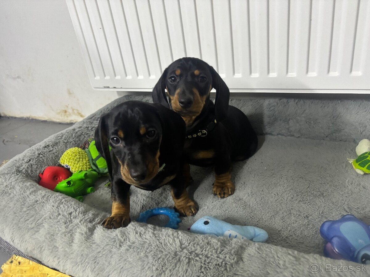 Jazvečík kratkosrstý - 18