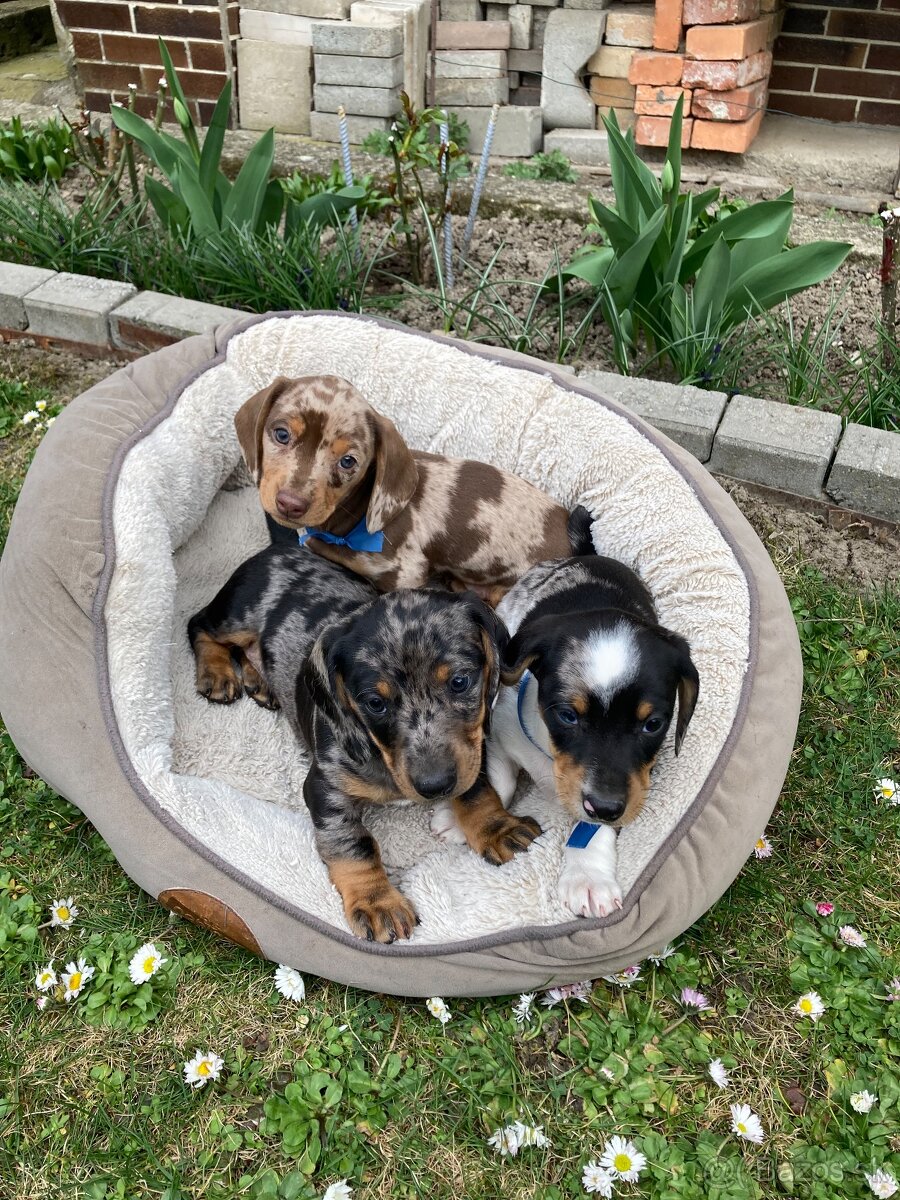 Jazvečík trpasličí krátkosrstý - 18