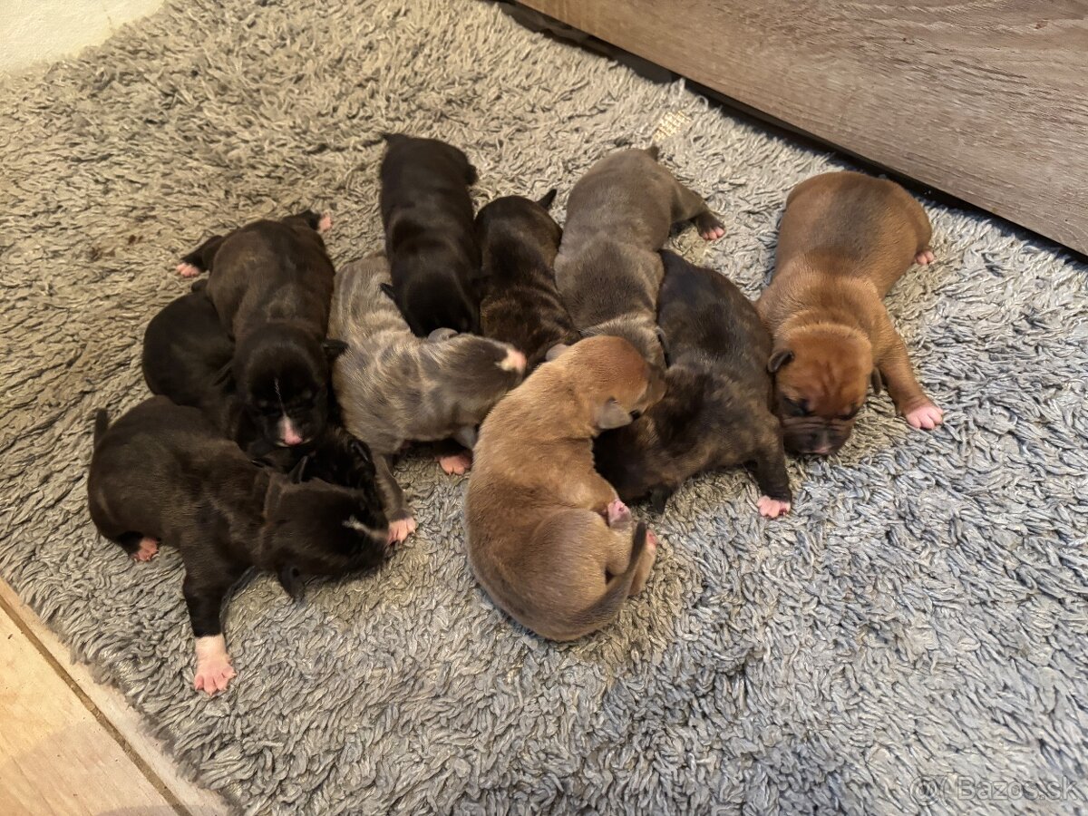 Americký stafordsirsky terier, Stafford, amstaf - 18