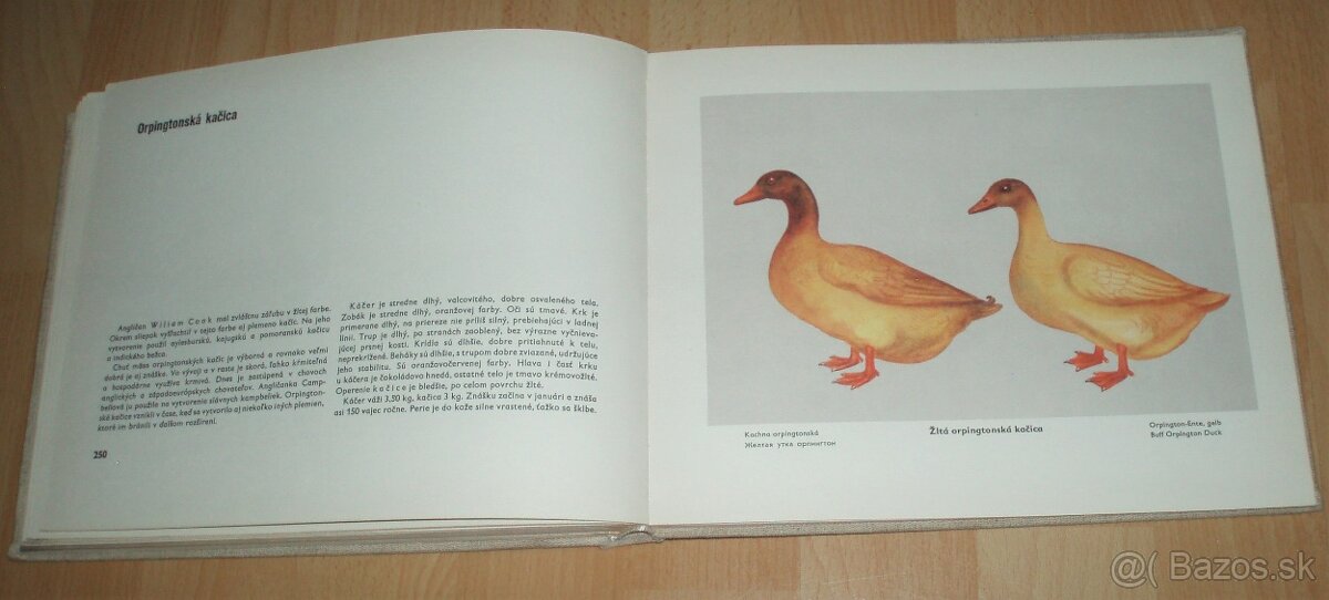 Atlas plemien hydiny - 18