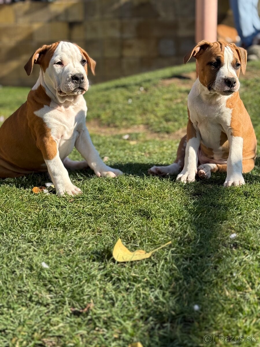 Americký stafordšírsky teriér s PP - 18