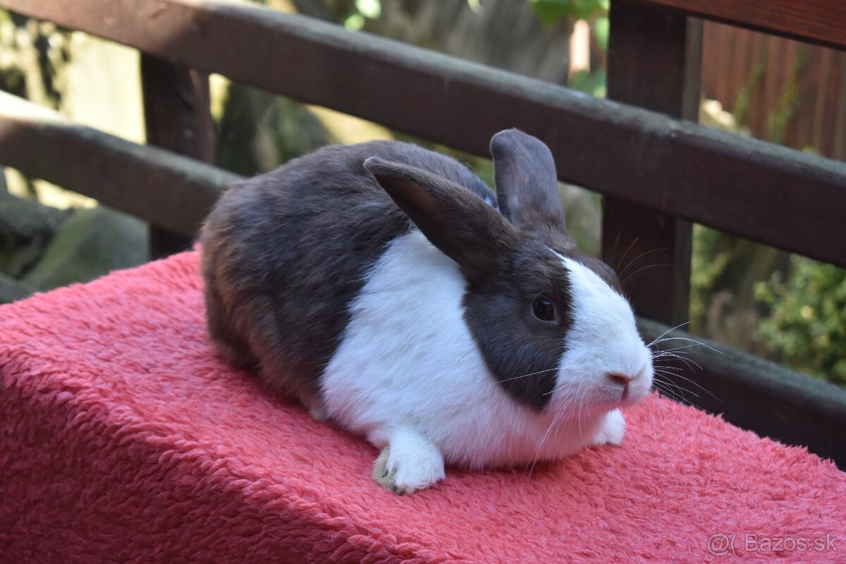 Predam Holandsky - 18