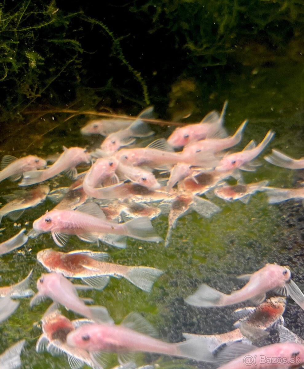 Guppy_čisté formy - 18