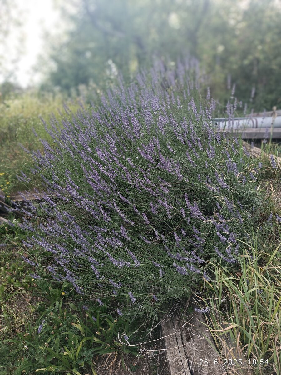 PREDÁM/VYMENÍM záhrada ,, Sad 600 - ročnica,, - 18