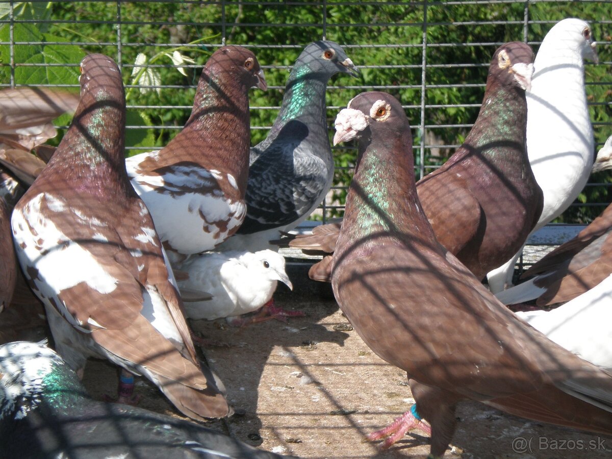 Predám poštové holuby Meulemans - 18