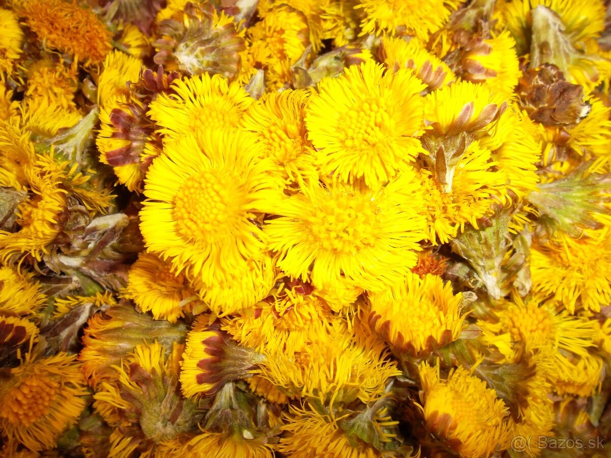 Sušené bylinky 1 - 18