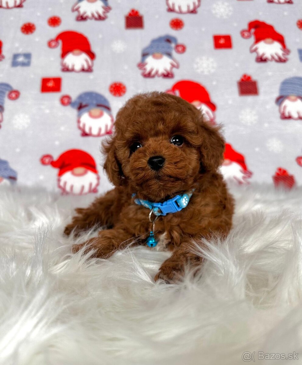 Pudel toy / Pudlík toy - CHOCOLATE psíček - 18