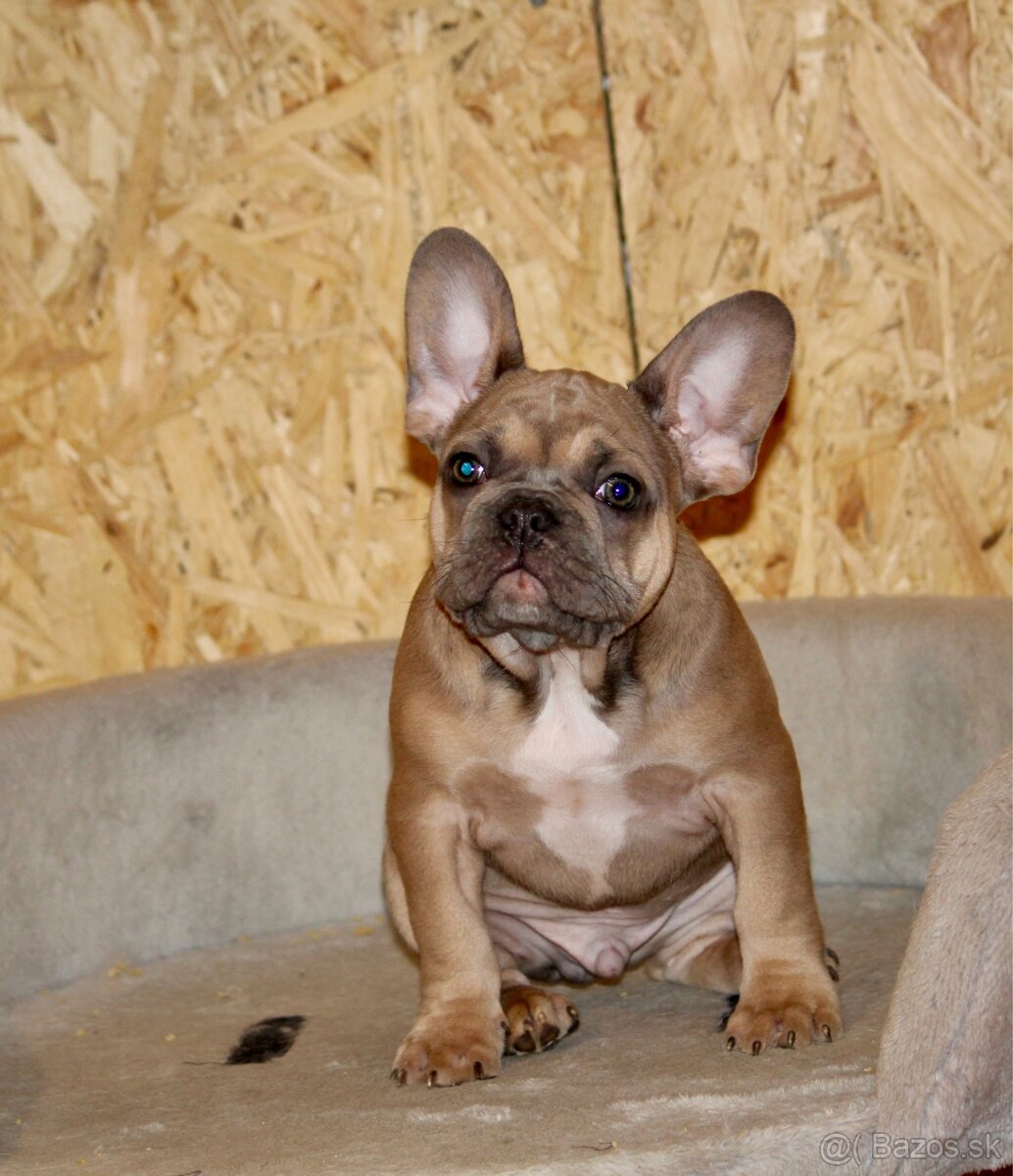 Francúzsky buldoček s PP - 18
