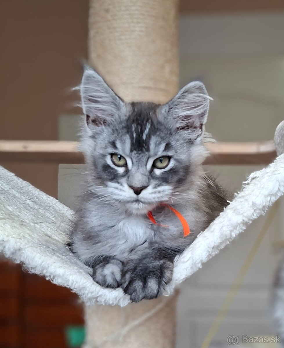 Maine coon,  mainská mývalia s PP - 18