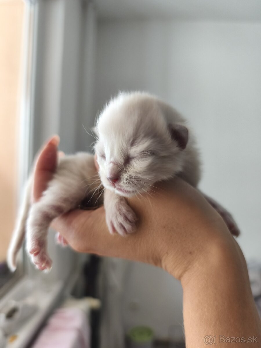 Kocúr ragdoll na krytie - 18