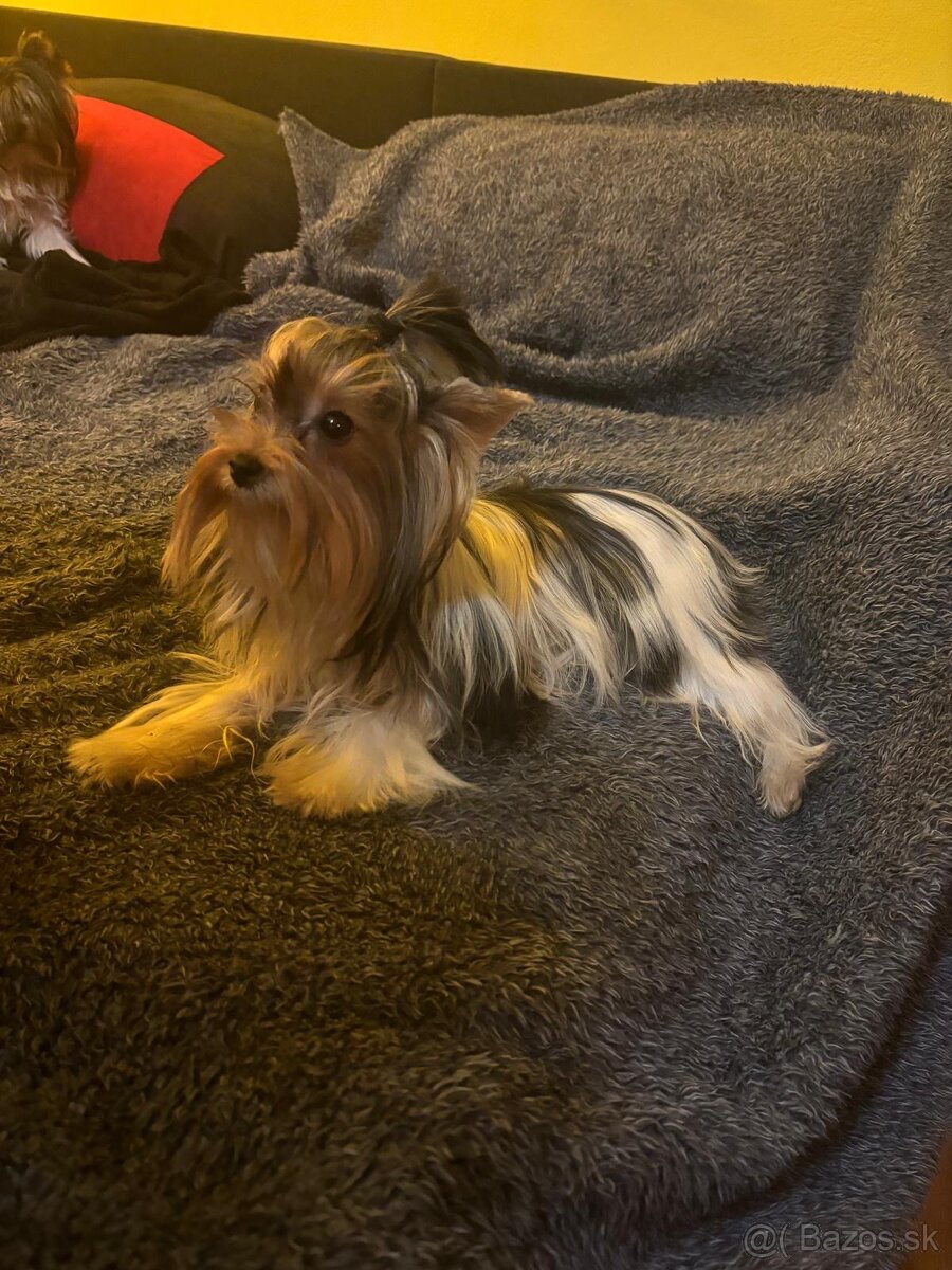 Yorkshirsky terier, yorkshirsky terier mini, biewer - 18