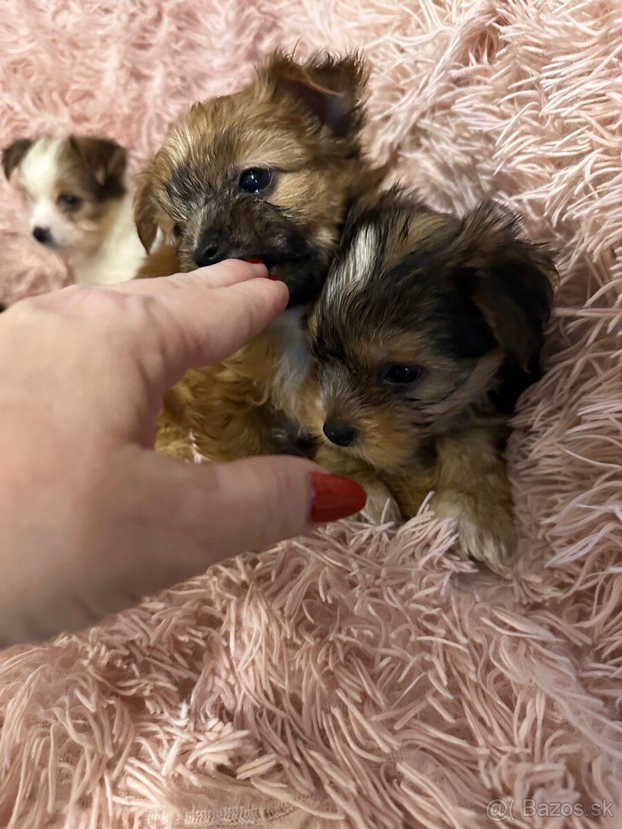 Yorkshirsky termín - 18