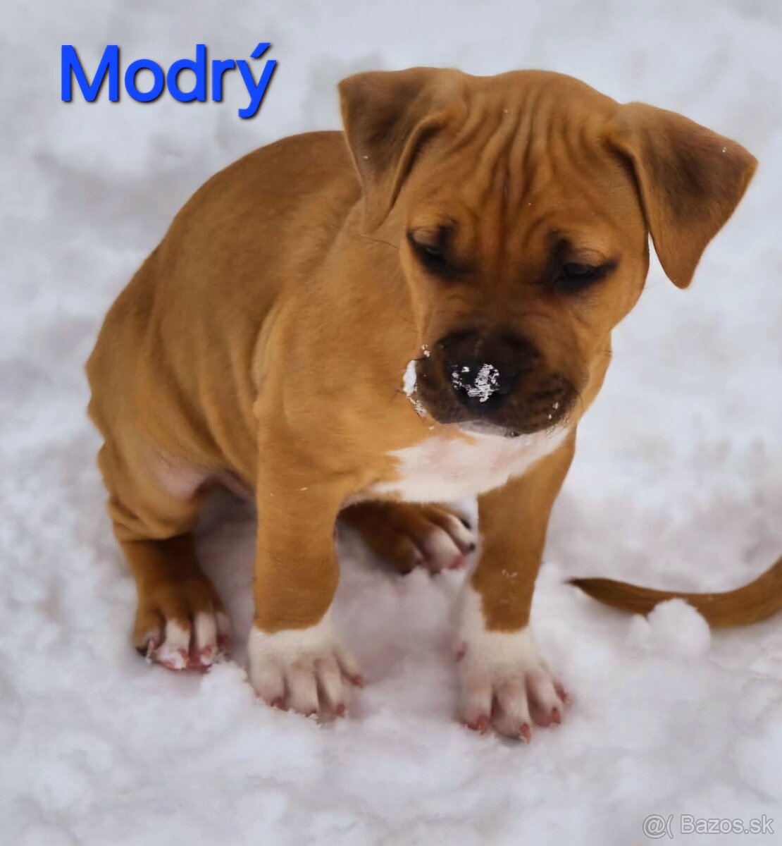 Americký stafordširský teriér - 18