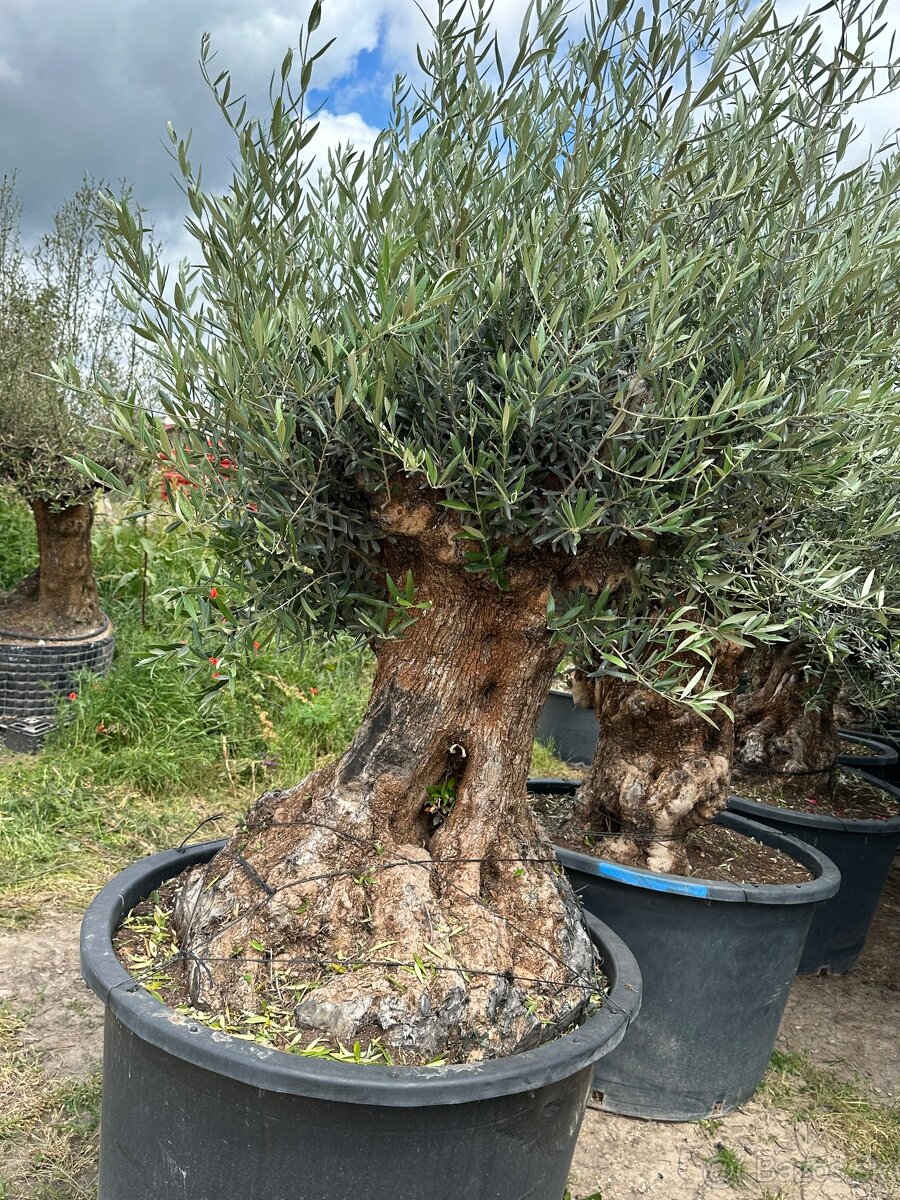 Predám Olivy Bonsai - 18