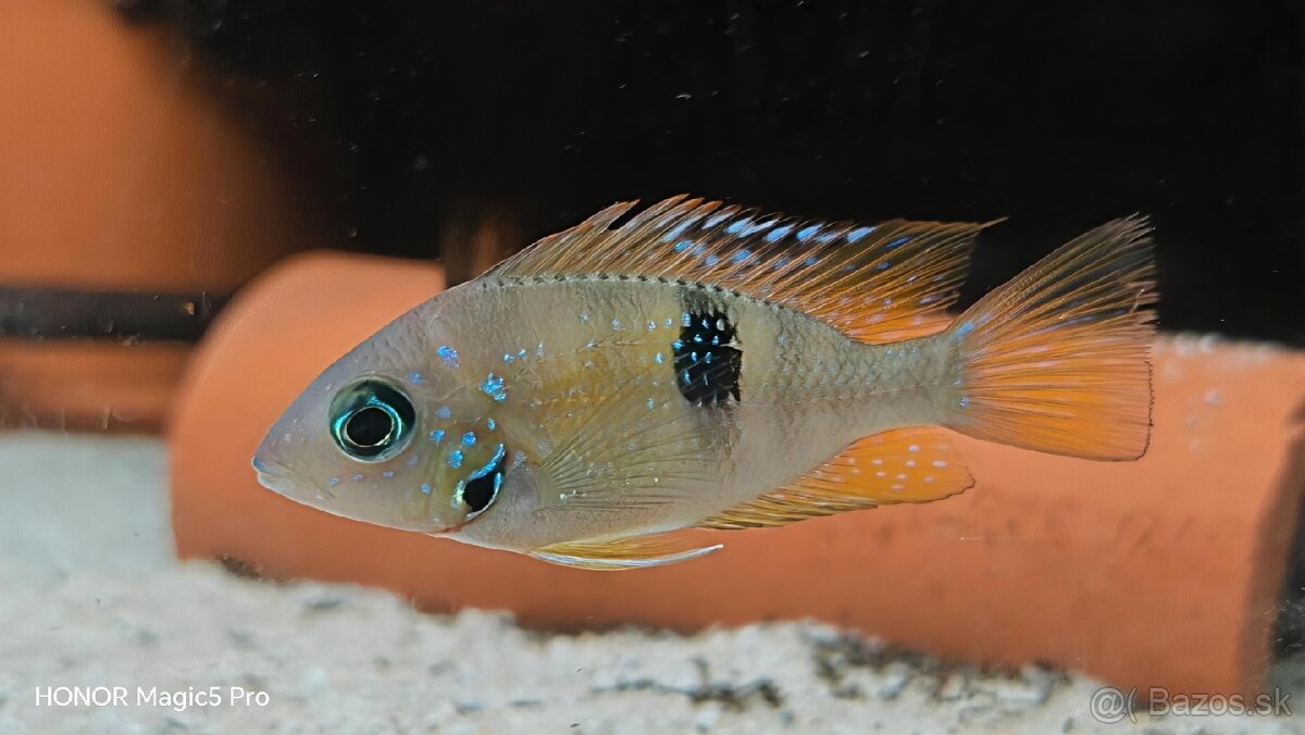 Americké cichlidy - 18