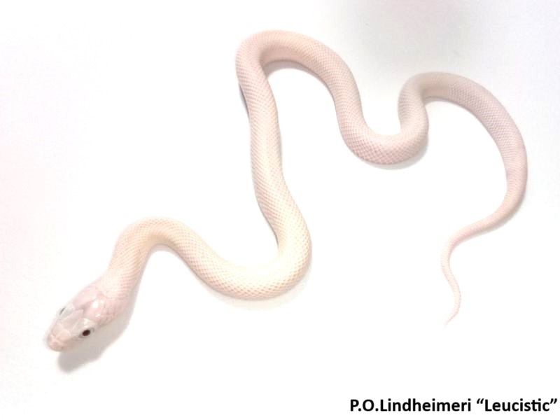 HADY na predaj - rušenie chovu - 18