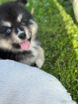 Pomsky / Pomeranian / Husky - 18