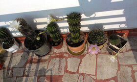 Kvety kaktus sukulent 01 - 18