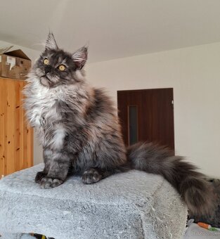 MAINE COON - Mainská mývalia s PP - 18