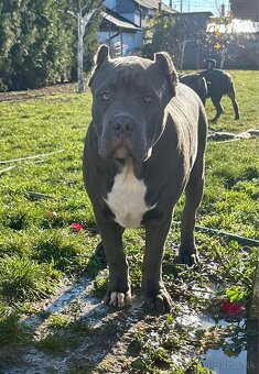 American Bully XL - 18