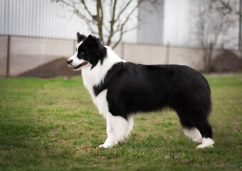 Border Kólia s PP - plánovaný vrh - šteniatka - 18