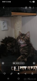 Maine Coon - 18