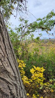 Na predaj chalupa viničný domček Šalov okres Levice - 18