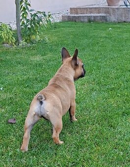 Francouzsky buldoček s PP - sučky - 18