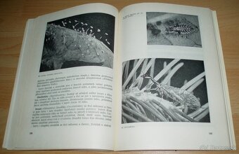 Medovice a včely - 18
