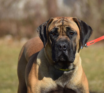 búrský buldok- boerboel-feny-garance zdravých kloubů - 18