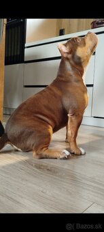 American bully Pocket / Standard s PP - 18