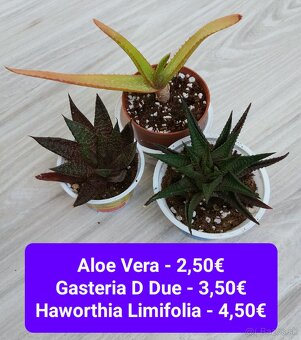 Predám izbové rastliny - 18