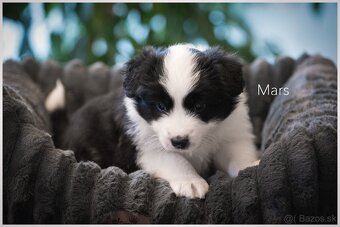 Border Collie Border Kolia s PP FCI - 18