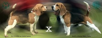 Bígel Beagle Bigl s PP FCI - 18