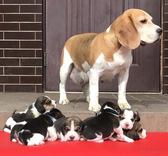 Bígel Beagle Bigl s PP FCI - 18