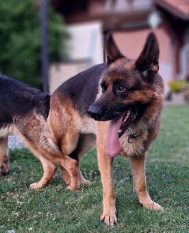 Nemecký ovčiak - šteniatka - 18