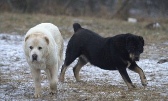 Alabai-Stredoázijský ovčiak, Šteniatka. - 18