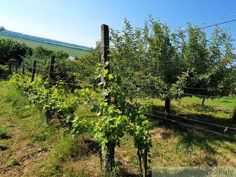 Viničný domček s altánkom, vinicou a ovocným sadom v Malýc - 18