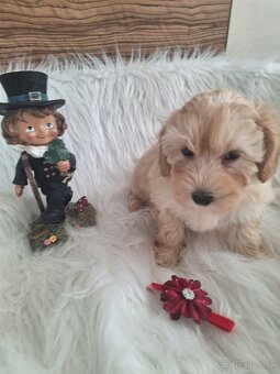 Maltipoo šteniatka, F1 - 18