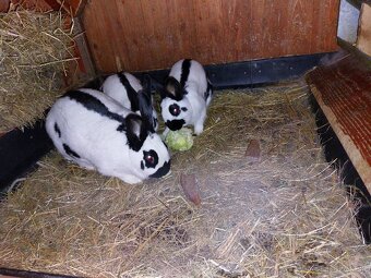 Králiky do chovu - 18