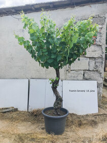 Starý vinič v kvetináči - 18