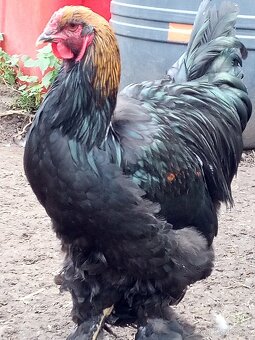 Mladé kohúty brahman - 18