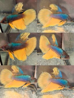 Betta Splendens - Bojovnica Pestrá. - 18