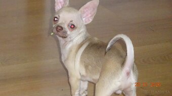 čivava krátkosrstá - 18